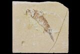 Bargain, Cretaceous Fish (Nematonotus) Fossil - Lebanon #147222-1